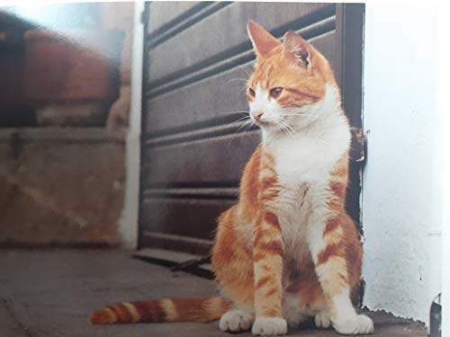 Katzen. 30 Postkarten.