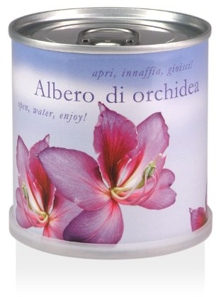 Extragifts Blumen in der Dose – Orchideenbaum (Bauhinia purpurea)