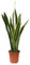 I GIARDINI DI GIULIA, Sansevieria Laurentii pianta vera Lingua di Suocera Vaso 18, h 65 cm., pianta che purifica l'aria