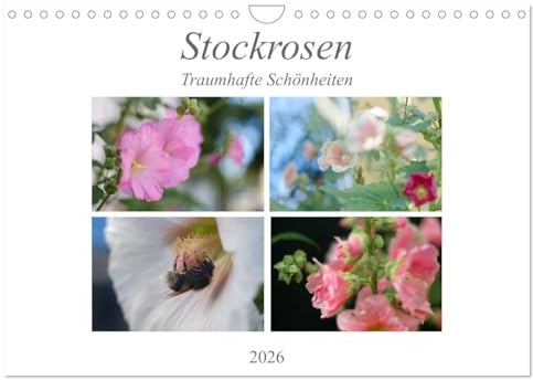 Stockrosen - Traumhafte Schönheiten (Wandkalender 2026 DIN A4 quer), CALVENDO Monatskalender: Stockrosen in voller Pracht in jahreszeitlicher Lichtstimmung (CALVENDO Natur)