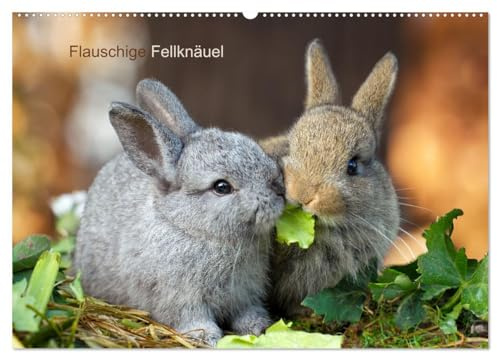 Flauschige Fellknäuel (Wandkalender 2026 DIN A2 quer), CALVENDO Monatskalender: Kleine Kaninchenbabies, große Freude (CALVENDO Tiere)