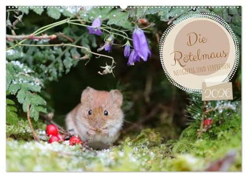 Die Rötelmaus - neugierig und verfressen (Wandkalender 2026 DIN A2 quer), CALVENDO Monatskalender: Das freche Treiben der Rötelmaus. (CALVENDO Tiere)