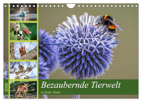 Bezaubernde Tierwelt in freier Natur (Wandkalender 2026 DIN A4 quer), CALVENDO Monatskalender: Die Schönheit der Tierwelt für Ihr Zuhause. (CALVENDO Natur)