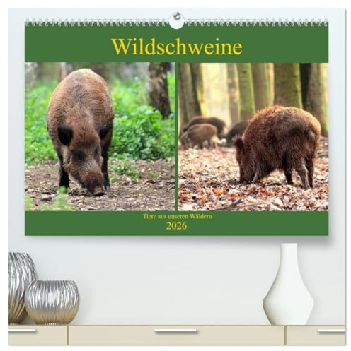 Wildschweine - Tiere aus unseren Wäldern (hochwertiger Premium Wandkalender 2026 DIN A2 quer), Kunstdruck in Hochglanz: In unseren Wäldern sind ... genannt, beheimatet (CALVENDO Tiere)