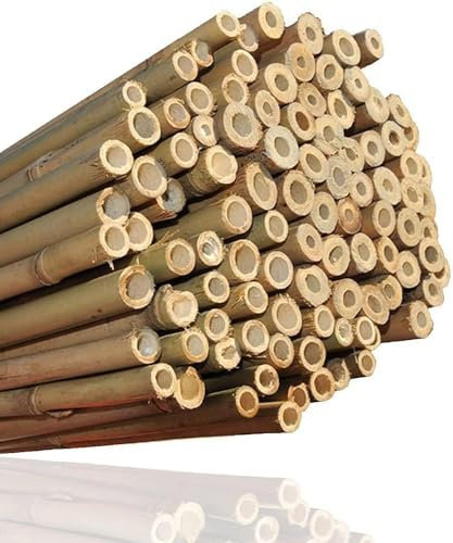 Home Hacks Heavy-duty Bamboo Canes 2ft/3ft/4ft/5ft/6ft Natural Thick Bamboo Poles Professional Plant Support Canes Natural Garden Stakes for Balconies, Patios & Outdoor Spaces (10, 2FT)