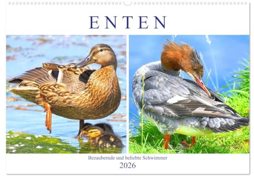 Enten. Bezaubernde und beliebte Schwimmer (Wandkalender 2026 DIN A2 quer), CALVENDO Monatskalender: Unterschiedliche Entenarten für Freunde der watschelnden und quakenden Schönheiten (CALVENDO Tiere)