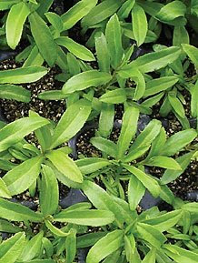Just Seed Herb - Mexican Tarragon - Tagetes lucida- 100 Seeds - Economy Pack