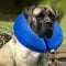 BENCMATE Collare protettivo gonfiabile per cani e gatti - Collare morbido di recupero a cono per cani da compagnia Non blocca la visione Collare elettronico