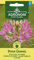 AGRONOM | CLEOME ROSE QUEEN semi | Semi di fiori | 1 confezione