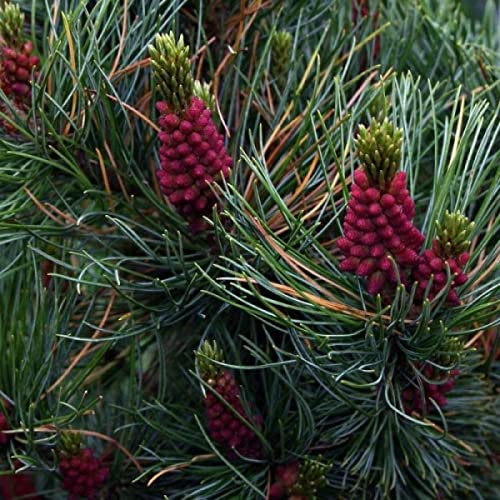 Pinus Pumila – Japanische Zirbelkiefer – 5 seltene Baumsamen
