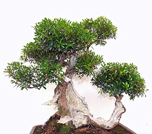 Seedeo Bonsai Anzuchtset Echte Myrte (Myrtus communis)