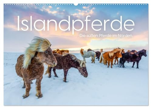 Islandpferde - Die süßen Pferde im Norden. (Wandkalender 2026 DIN A2 quer), CALVENDO Monatskalender: Entdecke die Faszination der Islandpferde. (CALVENDO Tiere)