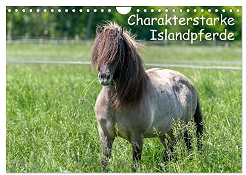 Charakterstarke Islandpferde (Wandkalender 2026 DIN A4 quer), CALVENDO Monatskalender: Isländer begeistern durch ihre ausdrucksvolle Kommunikation und ... Pferdefreunde in ihren Bann. (CALVENDO Tiere)