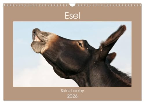 Esel - Sixtus Loreley (Wandkalender 2026 DIN A3 quer), CALVENDO Monatskalender: Die Magie eines außergewöhnlichen Esels (CALVENDO Tiere)