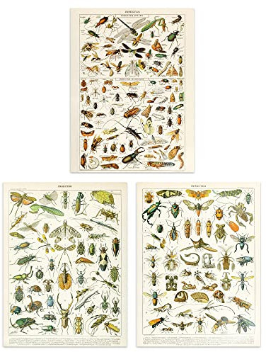 Artery8 Insects Bugs and Beetles Retro Vintage Millot Set of 3 Unframed Wall Art Prints Study Office Aesthetic Illustrations 12X16 Inch