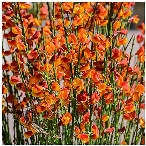 1 Cytisus 'Lena' Broom Plant in 9cm Pot, Stunning Fragrant Red/Yellow Flowers 3fatpigs®