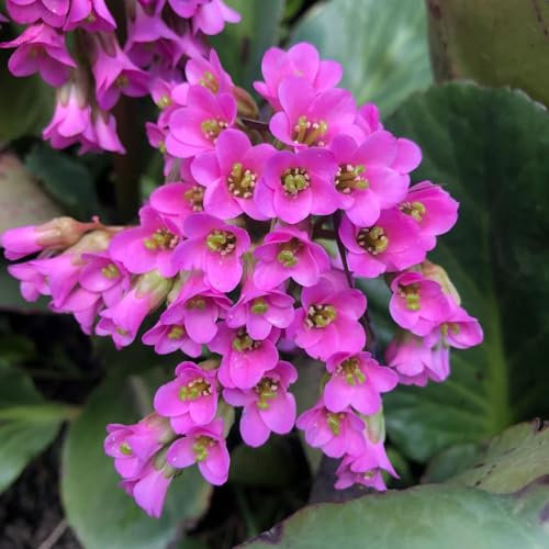 25 piezas semillas resistentes de bergenia, semillas de flores cortadas, semillas de plantas de interior (Bergenia cordifolia) Plantas perennes resistentes para pleno sol, plantas