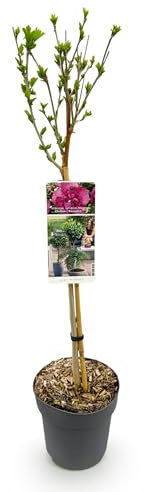 GreenboutiQ Hibiscus syriacus Magenta Chiffon® Plante tribale pour terrasse Feuilles caduques Faible entretien Pot de 19 cm Hauteur 90 cm
