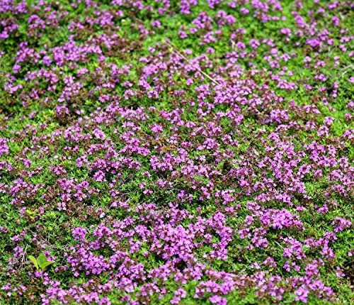Sand-Thymian - Thymus serpyllum - 15000 Samen