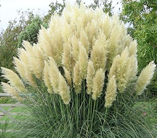 Stauden Gänge 10 x Cortaderia selloana 'White' im 1 Liter Topf (Ziergras/Gräser/Winterhart/Mehrjährig/Immergrün) Weißes Pampasgras - Majestätische, schneeweiße Federn für Ihren Garten