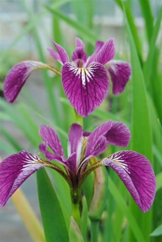 Iris versicolor 'Kermesina' ca. 9x9 cm Topf - Sumpf-Schwertlilie, karmesinrote Blüten, Blütezeit Mai-Juli, ideal für Teichränder, bienenfreundlich, pflegeleicht