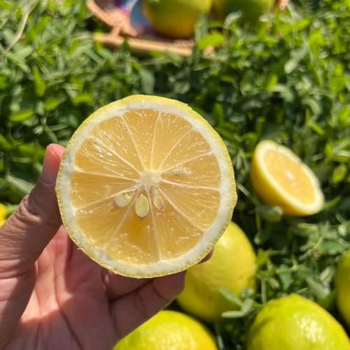 semi di limone - Piante rampicanti, resistenti, a crescita rapida, regali per gli amanti del giardinaggio Alberi da frutto colonnari, piante da balcone sono resistenti semi, piante 350pcs