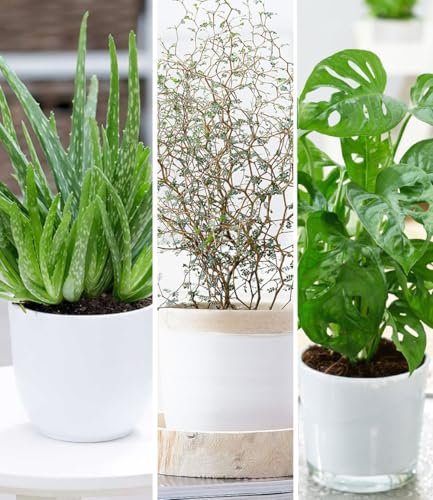 BALDUR Garten Zimmerpflanzen-Mix 'Pflegeleicht',3 Pflanzen, Mix aus 1 Pflanze Aloe Vera, 1 Maori® Sophora Cotoneaster 'Little Baby' und 1 Pflanze Monstera 'Monkey Leaf', Blickfang im Zimmer