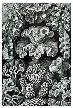 Ernst Haeckel Hexacoralla Meereskoralle in Schwarz und Weiß, wissenschaftliche Illustration, Jugendstil, Scientifi, Leinwand-Poster, Schlafzimmer-Dekor, Sport, Landschaft, Büro, Raumdekoration,