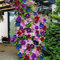 Haloppe 50 Unids Clematis Flores Semillas de Plantas para la Plantación de Jardín en Casa, Colores Mezclados Hermosas Clematis Semillas de Flores Jardín de Casa Plantas Trepadoras