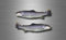 Akacha 2X Sticker Aufkleber hai Fische Angler hecht Abziehbilder Angel Fishing Forelle