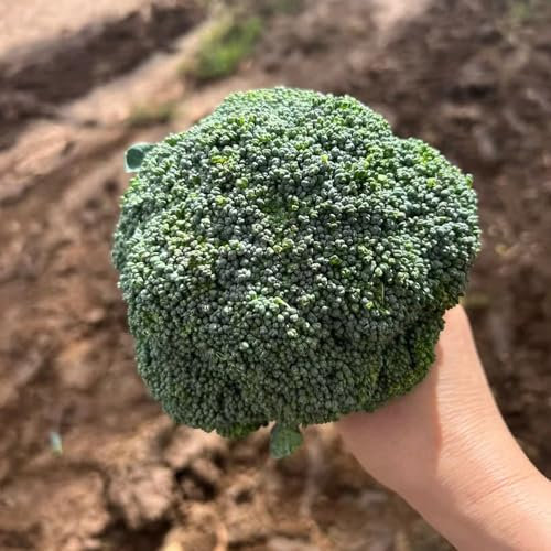 30 pcs brokkoli samen winterhart, samen zimmerpflanzen, alte sorten saatgut brokkolisamen bio - Brassica oleracea - geschenk garten, balkongarten gemüsesamen bio, balkon beet gemüsepflanzen,