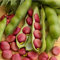 Broad Bean 'Karmazyn' - 15 Seeds + Freebie + Plant Tag - Vicia faba