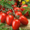 Roma-Tomatensamen 10 Samen
