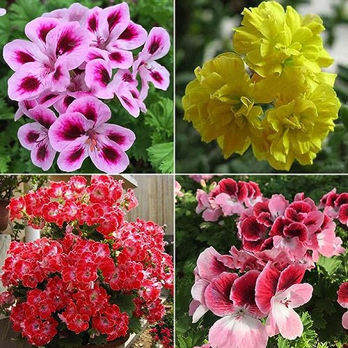PERZOE 50 Unids Semillas Mixtas De Geranio, Planta De Flor De Jardín De Balcón De Pelargonium Hortorum
