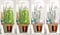 Scheurich Wasserspender Bördy S | 4er Set Grün/Transparent | 90 ml Füllmenge | Bewässerungskugel klein mit Ton Fuß | Wasserspender Pflanzen und Blumen Terrakotta Stiel