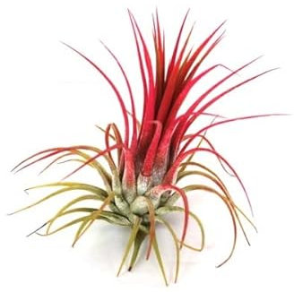 DECOALIVE Planta del Aire Roja Planta Natural de Color Rojo