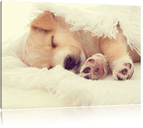 Pixxprint kleiner schlafender Welpe, Größe: 80x60cm, Leinwandbild, fertig gespannt, Wandbild, Dekoration, Kunstdruck, kein Poster