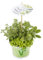 Kräuter-Trio 'Barbecue Gold Mix', Salbei, Thymian, Oregano - Kräuter-Trio-Pflanze im Topf 12 cm, in Gärtnerqualität von Blumen Eber - 13cm