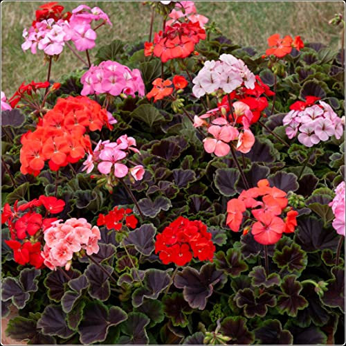 Geranium Horizon 'Shadow Mix' Pelargonium Plug Plants x 6 Annual Bedding and Basket