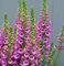 Fingerhut Gloxini - Digitalis purpurea
