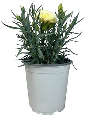 Nelke Carnelia – Natürliche Außenpflanze – 12-cm-Topf – Weiße Topfnelken für den Garten