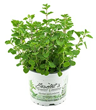 Majoran Origanum majorana, planta de hierbas