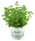 Majoran Origanum majorana, planta de hierbas
