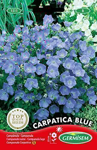 Germisem Graines Campanule naine CARPATICA BLUE