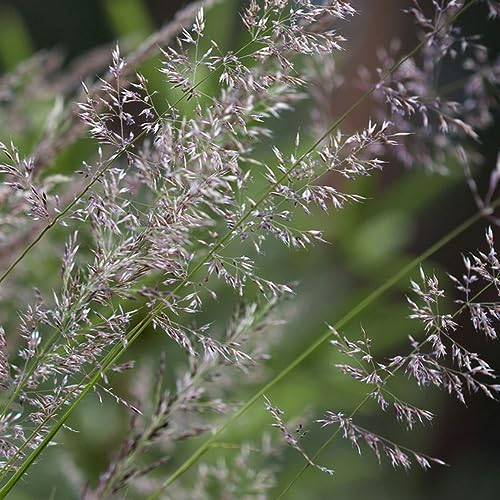 100 pcs rotes liebesgras samen - pflanztöpfe kübelpflanzen winterhart mehrjährig Eragrostis spectabilis,Ziergras Ziergräser winterhart hochbeett pflanzen anzucht plant saatgut alte
