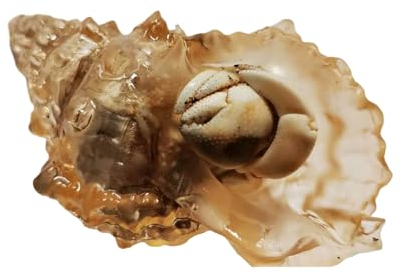 COYOUCO Hermit Crab Shell - Conque en Cristal Transparent, Verre De Résine d'impression 3D, pour Bernard-L'Ermite,A
