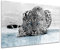 Tableau plexis décoration murale, impression sur verre acrylique, tableau déco, Tableau plexi déco murale LÉOPARD, 50x30 cm