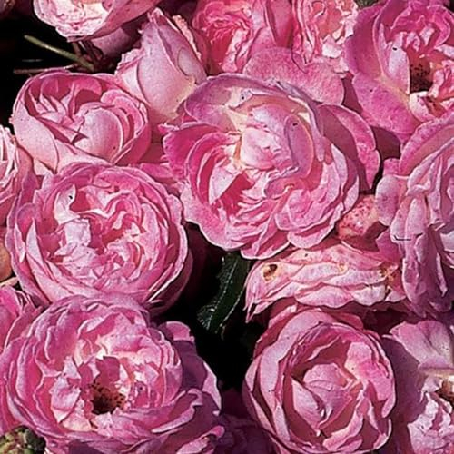 Harkness Roses 'Pearl Wedding 30th Anniversary' Rose ®, Established Rose in 4 Litre Pot, Ready to Plant, For Pots, Beds, and Borders