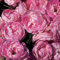 Harkness Roses 'Pearl Wedding 30th Anniversary' Rose ®, Established Rose in 4 Litre Pot, Ready to Plant, For Pots, Beds, and Borders