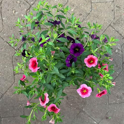 Zauberglöckchen 'Duo', rosarot & lila, Topf-Ø 14 cm, 4 Pflanzen